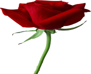 rose png rouge
