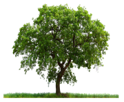 tree png 227