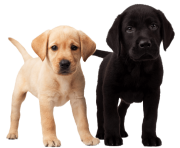 50 dog png image picture download dogs