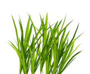 grass png image green grass png picture