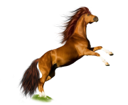 horse PNG302