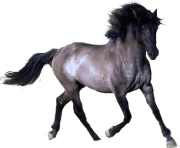 horse PNG305