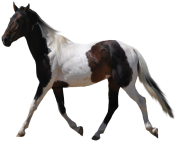 white horse png 5