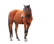 horse png Eohippus 5