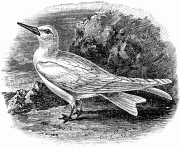 70989 white tern bird
